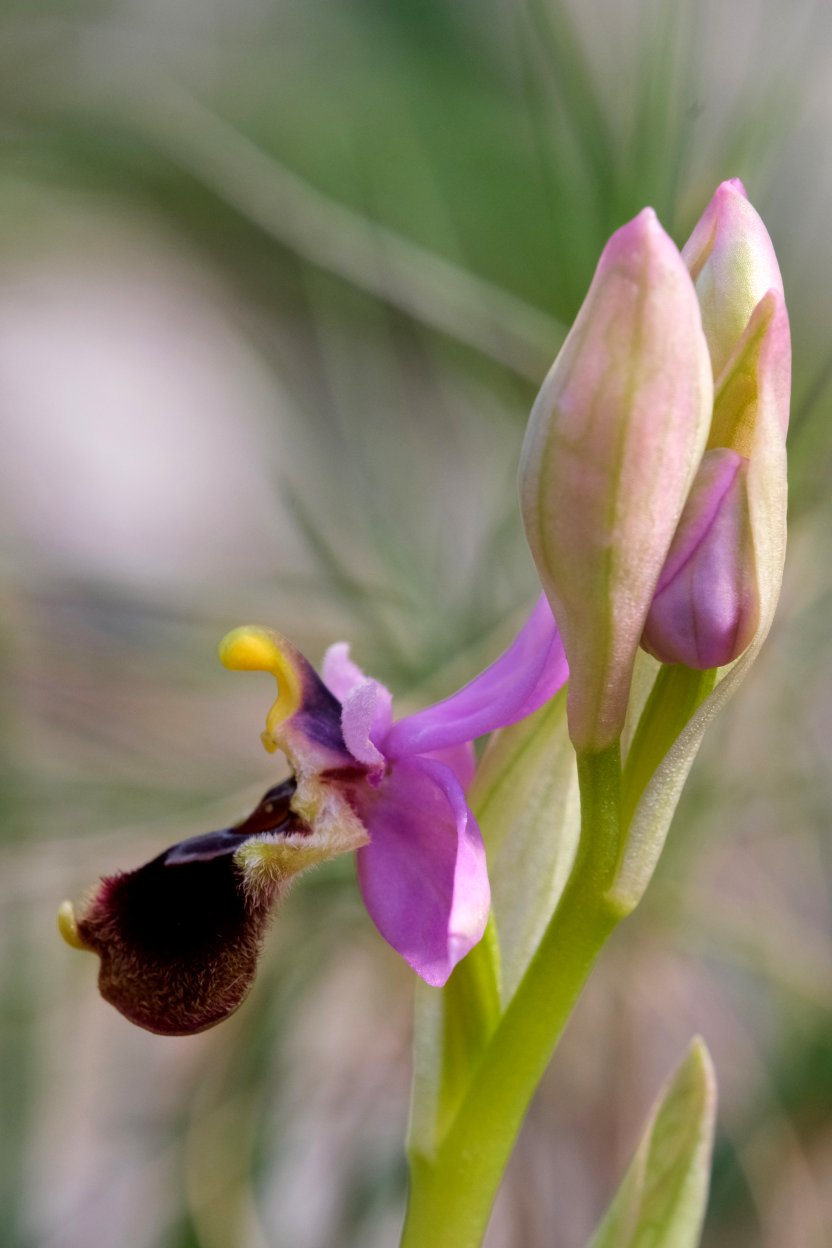 Anno nuovo, orchidee nuove: dalla Grecia con passione.